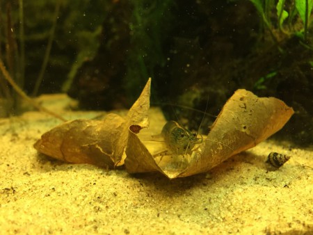 Japonica Garnaal op Catappablad